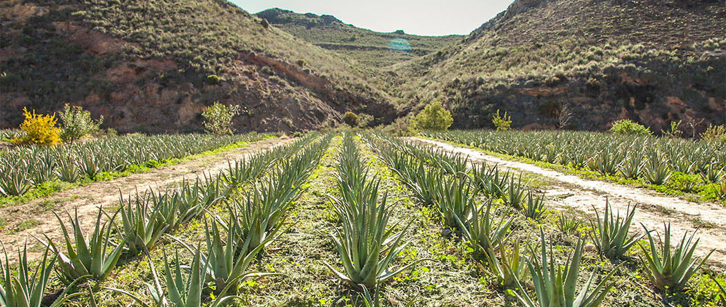Πώς καλλιεργείται η Aloe Platinum